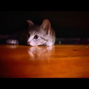 Meet your Posher, Elaine